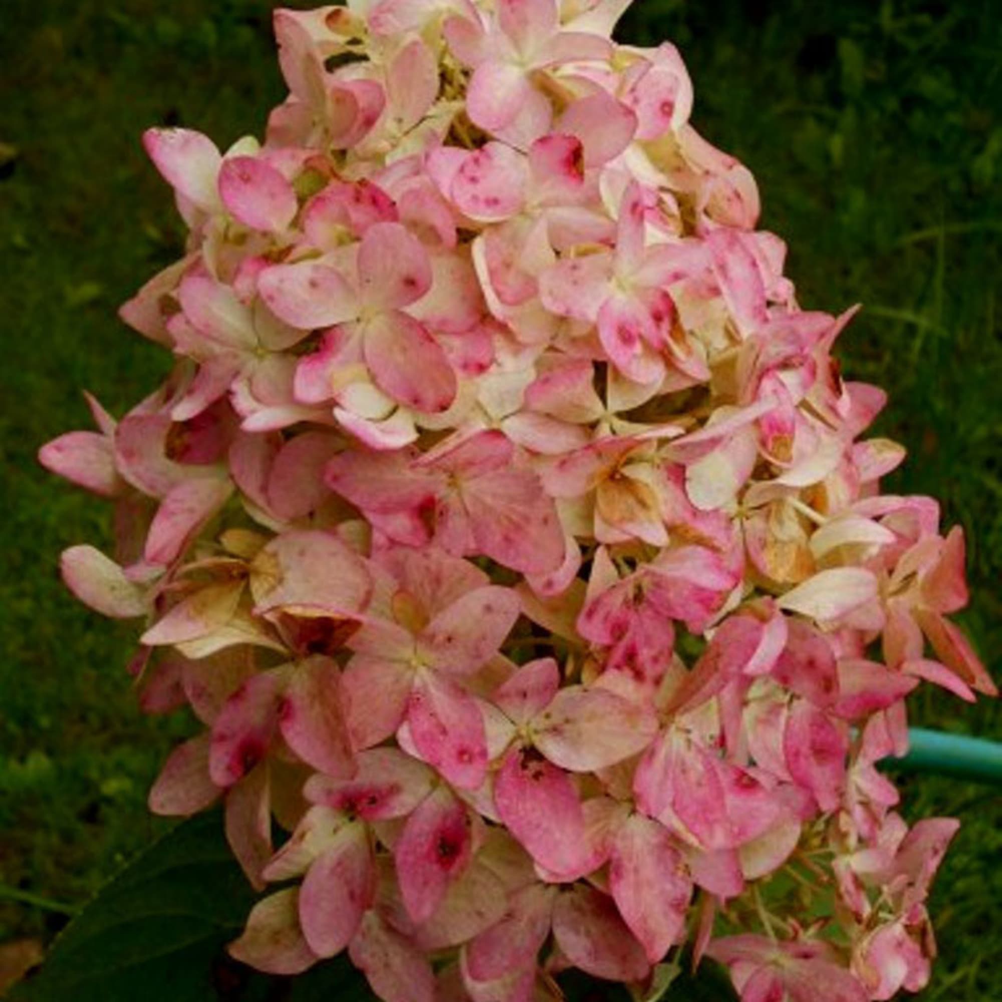 81959182 Гортензия метельчатая «Меджикал Кэндл» Р9 Santreyd  - Вид №2