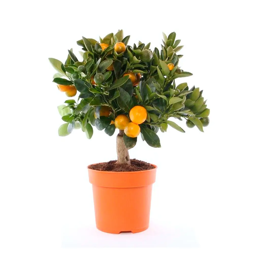 Цитрофортунелла Каламондин - комнатное цитрусовое растение с плодами 89434929 Santreyd STLM-1579417