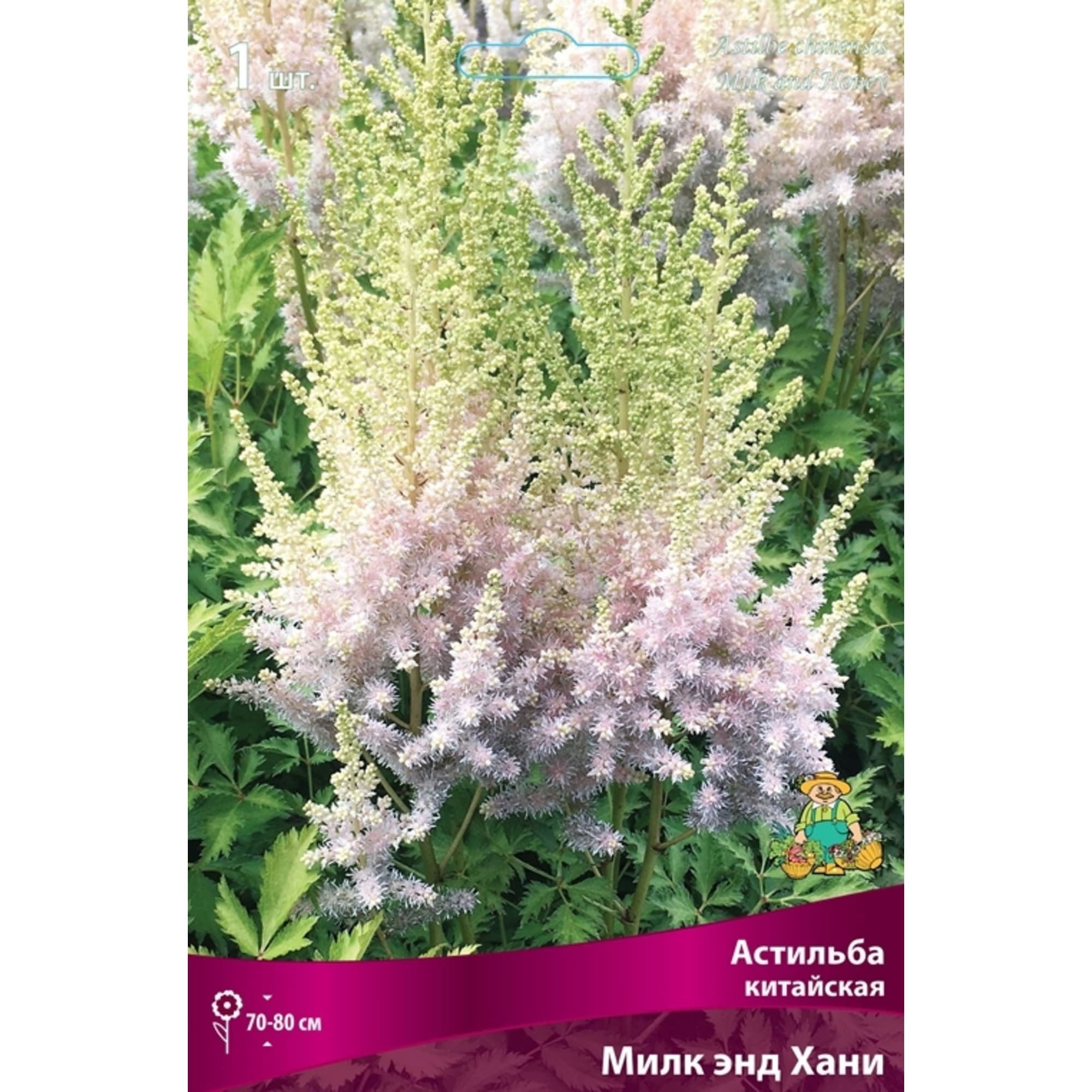 83599225 Астильба китайская Милк Энд Хани луковица I Santreyd 