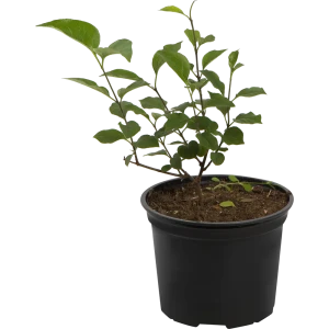 Сирень Катерина Хавемейер от Santreyd - розовая красота для вашего сада 82585349