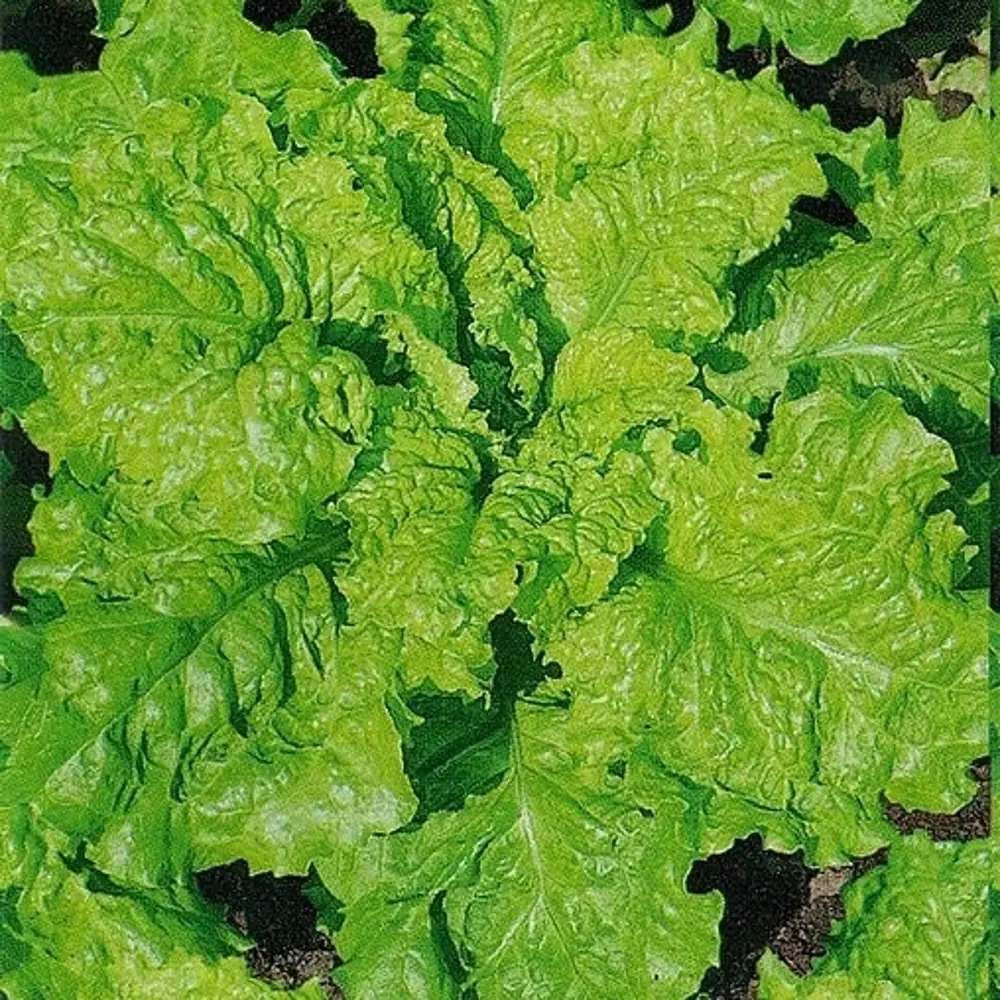 САДОК Салат листовой Неженка - раннеспелый сорт для свежих витаминов 18580509