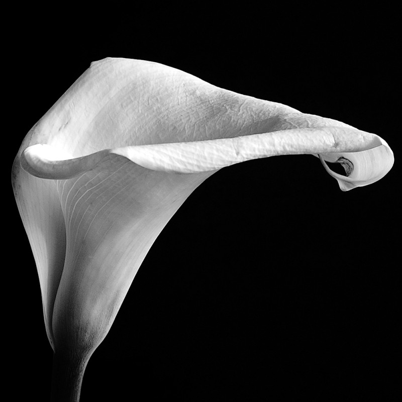 0425/CX38 Картина 0425 Adriani e Rossi 