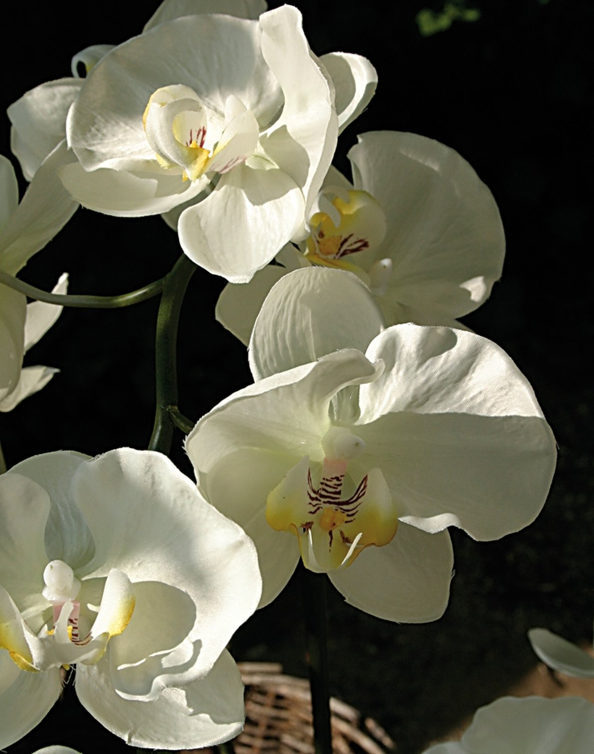 2483 778 a3 Искусственная орхидея Phalaenopsis, горшечная, 115 см, бежево-белая H-andreas  - Вид №2