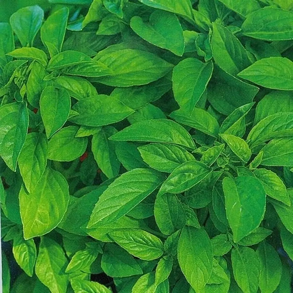 САДОК Базилик Лимончик - ароматная зелень с цитрусовыми нотками 18580470