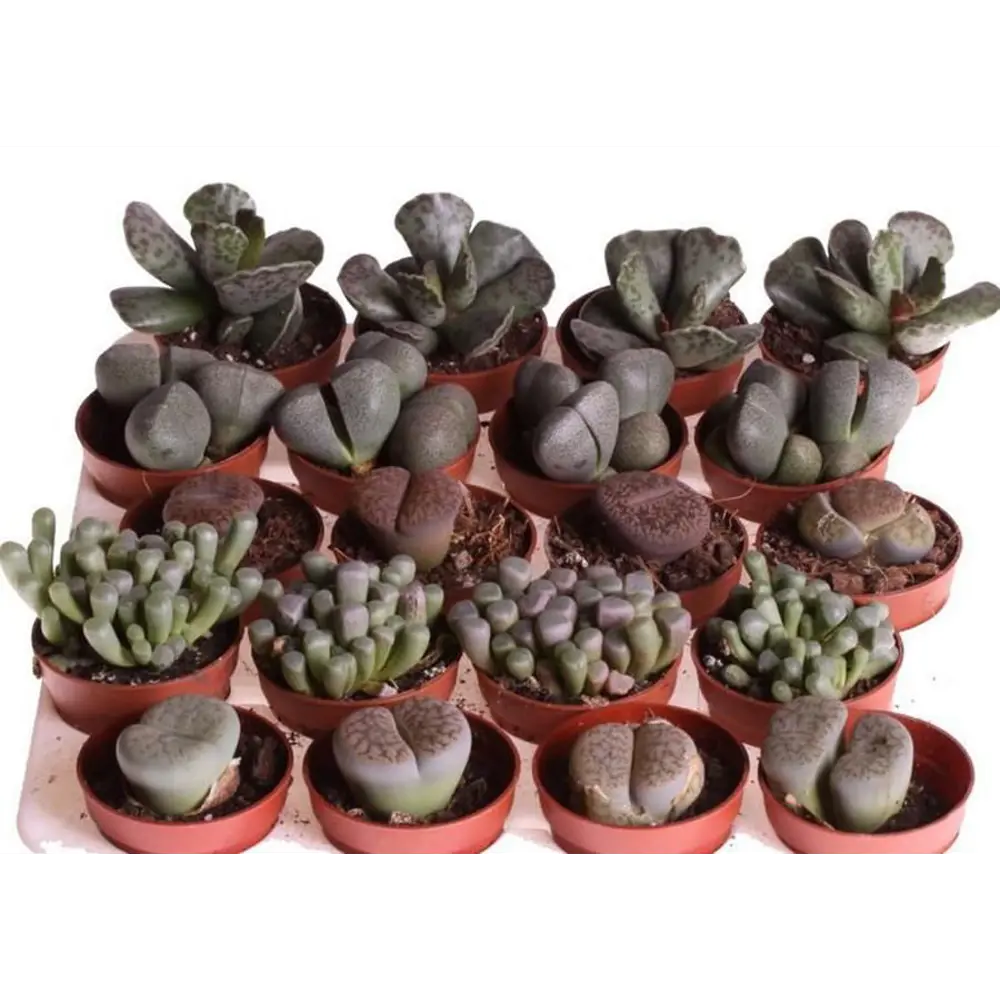 Santreyd Литопс микс - живые камни суккуленты 89352931 STLM-1471367