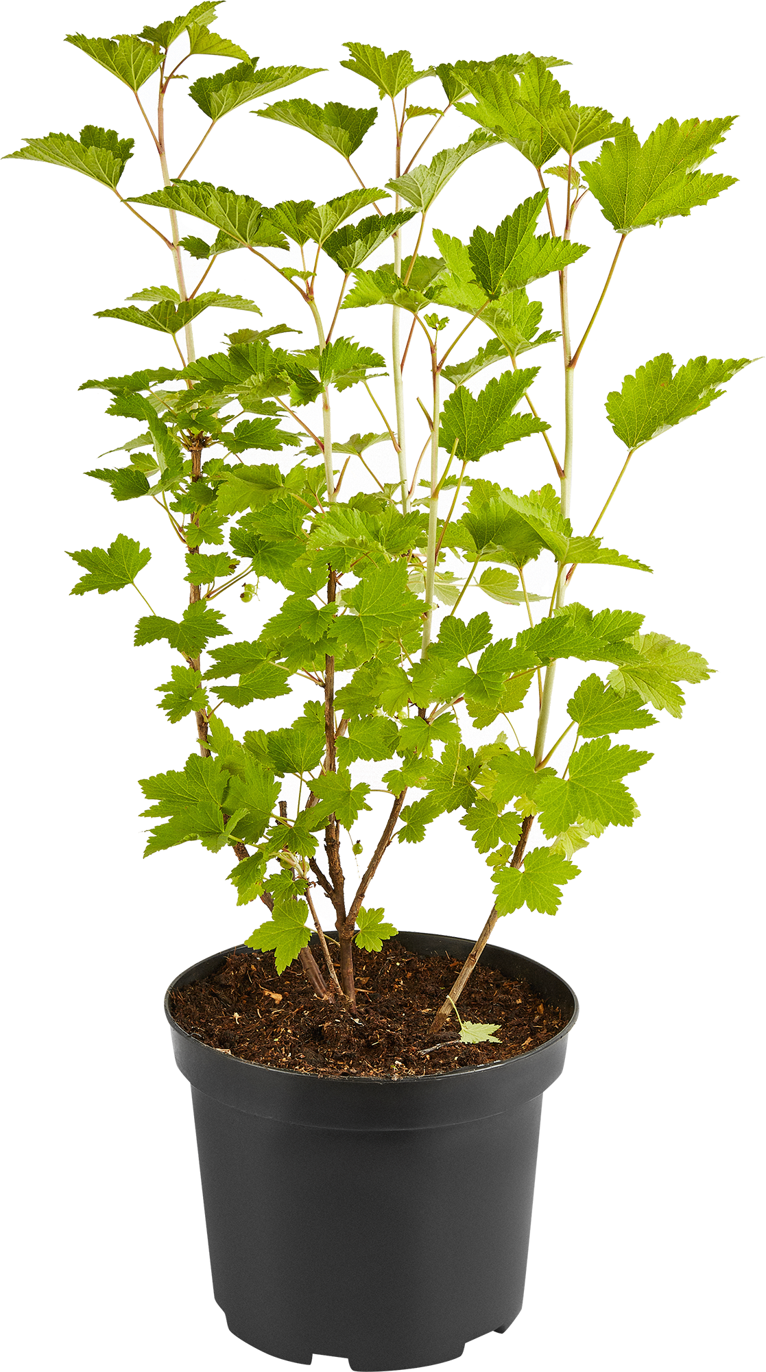 Саженец красной смородины Santreyd - среднепоздний сорт с ароматными ягодами 17897416 STLM-0008952