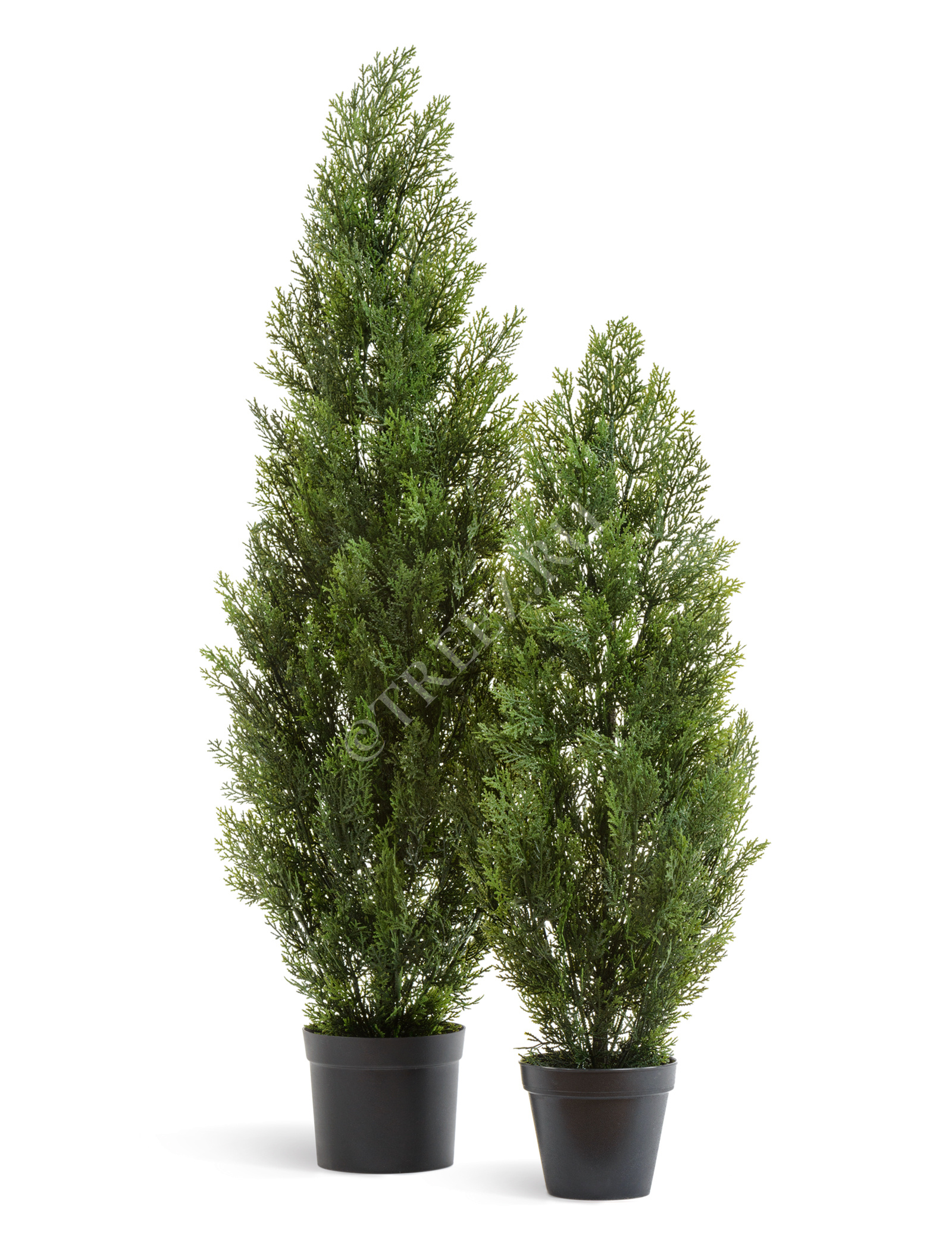 10.0215054/3N Туя Эйр Элеганс уличная Цветочная коллекция  - Вид №1