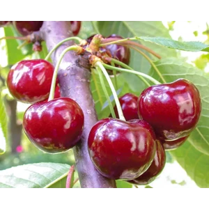 Саженец черешни Подарок Орлу - морозостойкий сорт с сочными плодами 89432293