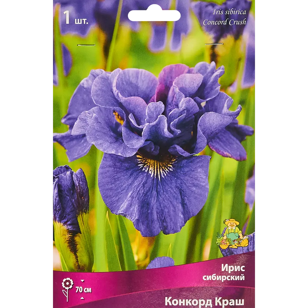 Ирис сибирский Конкорд Краш ПОИСК STLM-2091095
