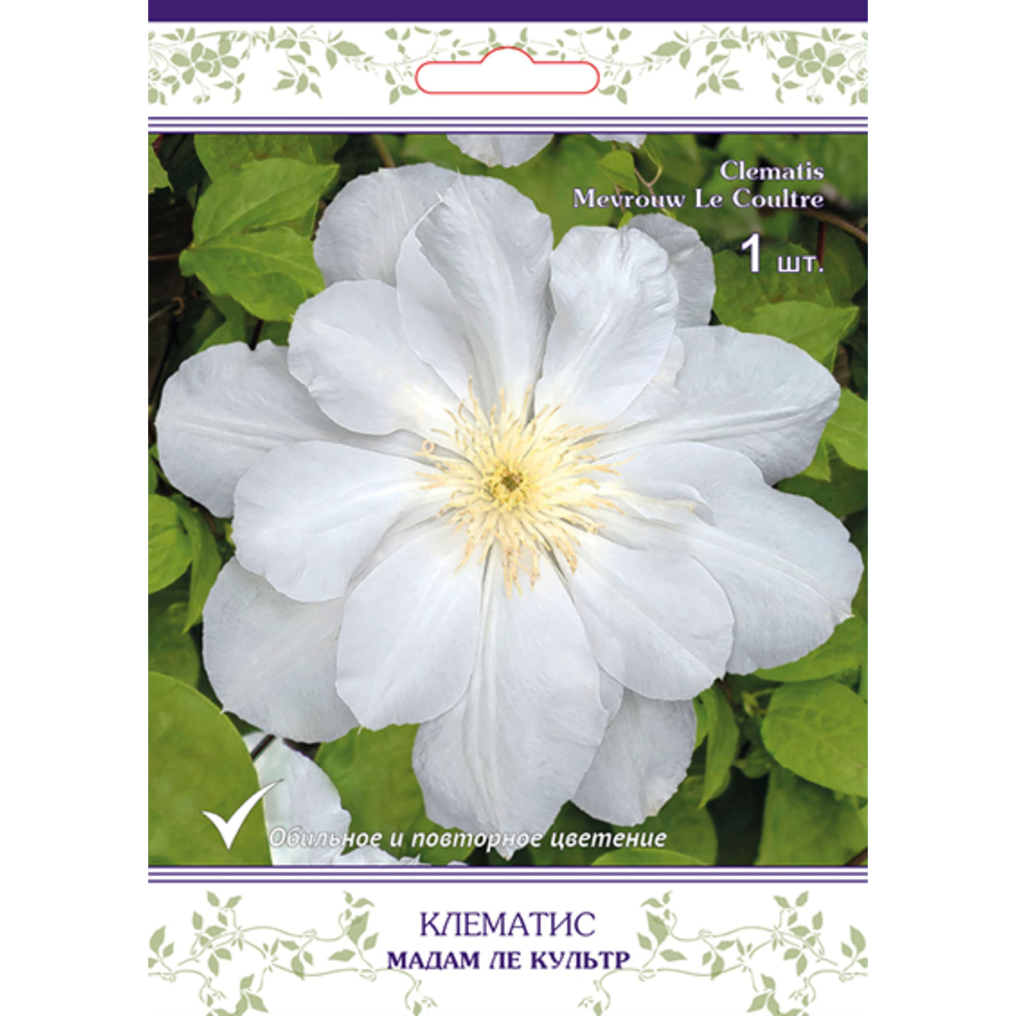 83431370 Клематис крупноцветковый Мадам ле Культр h15 см Santreyd 