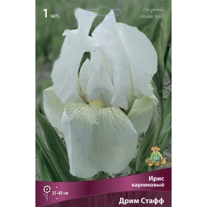 ПОИСК Ирис карликовый Дрим Стафф - изящное украшение сада 85204832