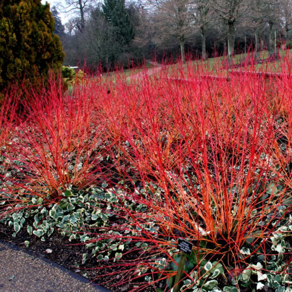 Дерен кроваво-красный ø19 h40 см PLANTMARKET STLM-2119344