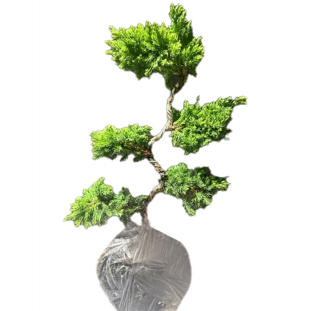 Можжевельник Бонсай в горшке ø18 см, высота 40 см 89439960 Santreyd STLM-1582366