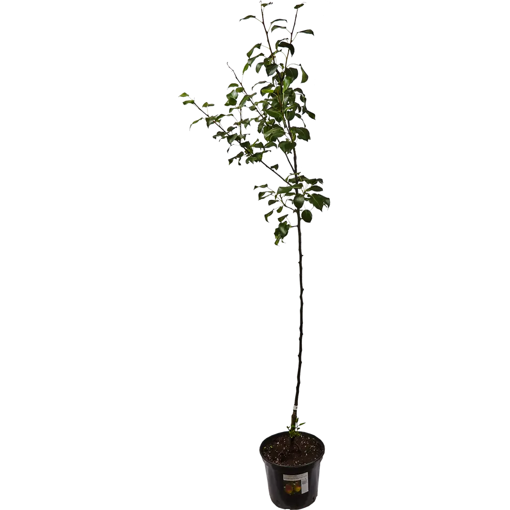 Груша «Белорусская поздняя» 25x120 см 82585406 STLM-2184800 Santreyd 