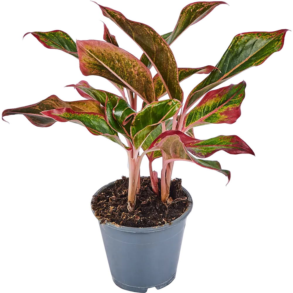 Santreyd Аглаонема Крит — Изысканное комнатное растение с резными листьями 82741700