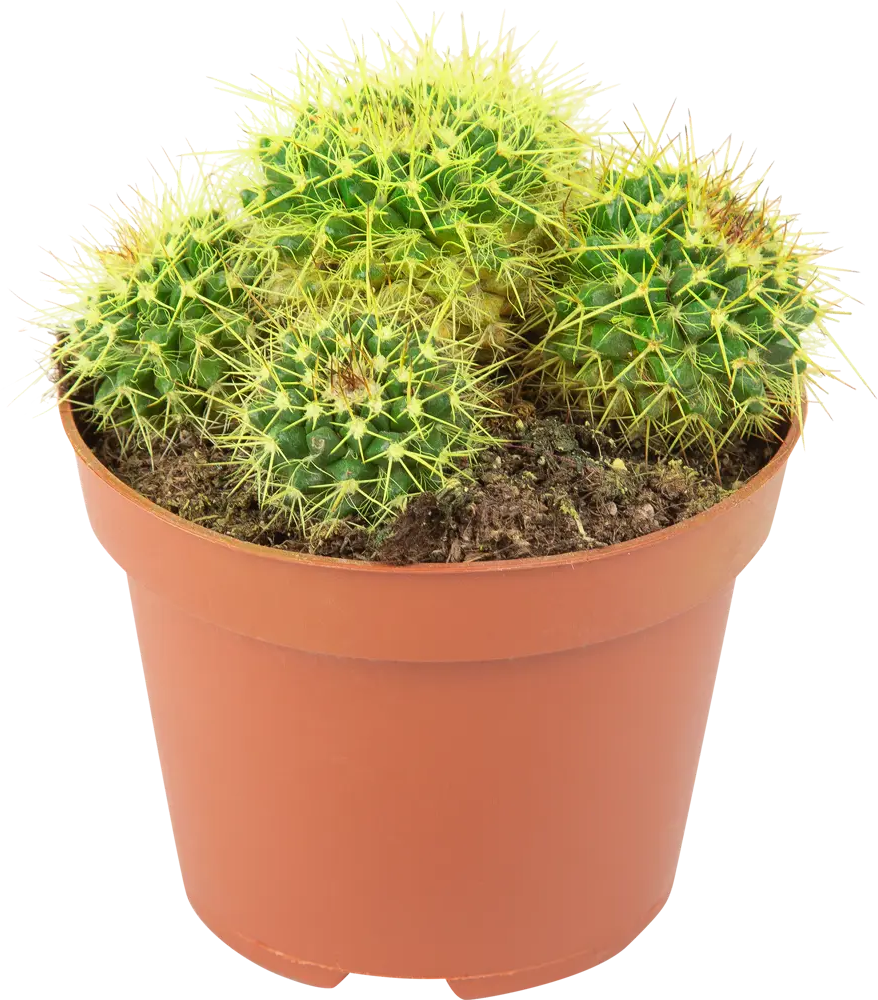 Santreyd Кактус Радуга — яркий суккулент для интерьера 85062777