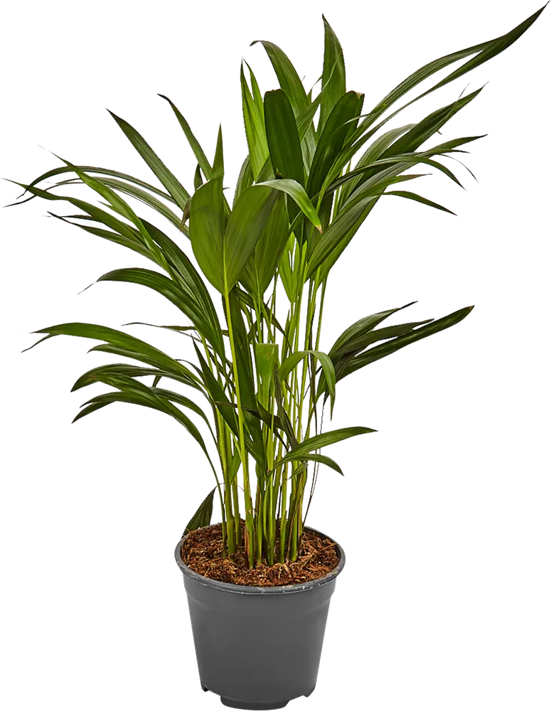 Пальма Арека Santreyd — элегантное украшение интерьера 82578913