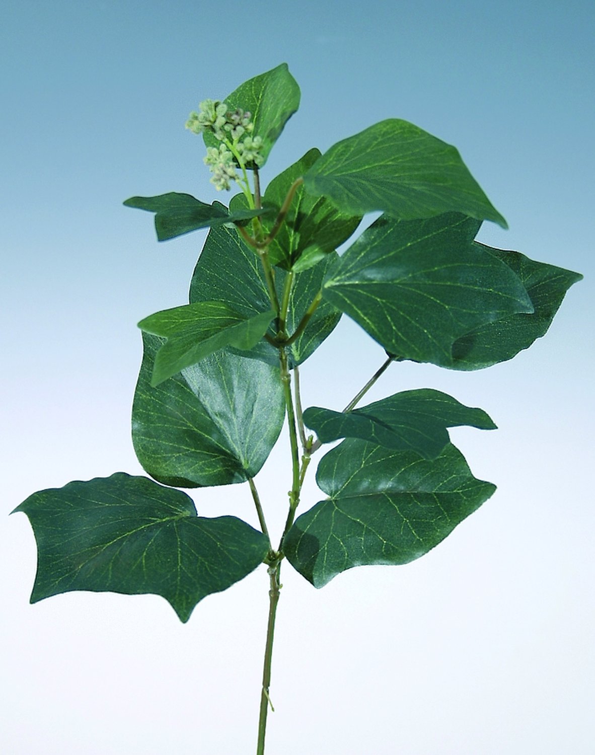 6735 883 a2 Искусственная ветка тополя чёрного, 35 см, зелёная H-andreas  - Вид №1