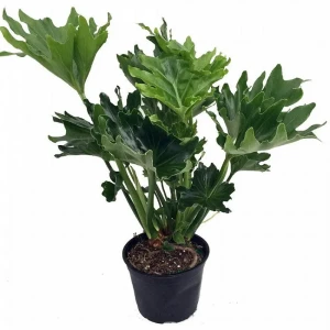 Филодендрон Хоуп Santreyd - комнатное растение для озеленения интерьера 89394866