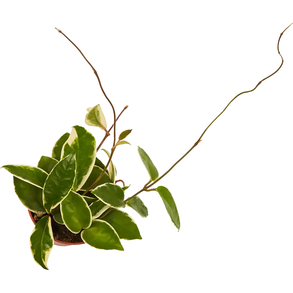 Santreyd Хойя микс - ампельное растение для интерьера ø12 см 82932869 STLM-0038112 - Вид №2