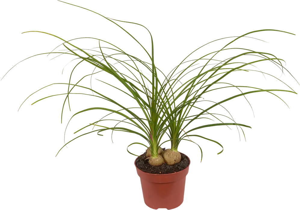Нолина Santreyd — мексиканская пальма для стильного интерьера 82383267