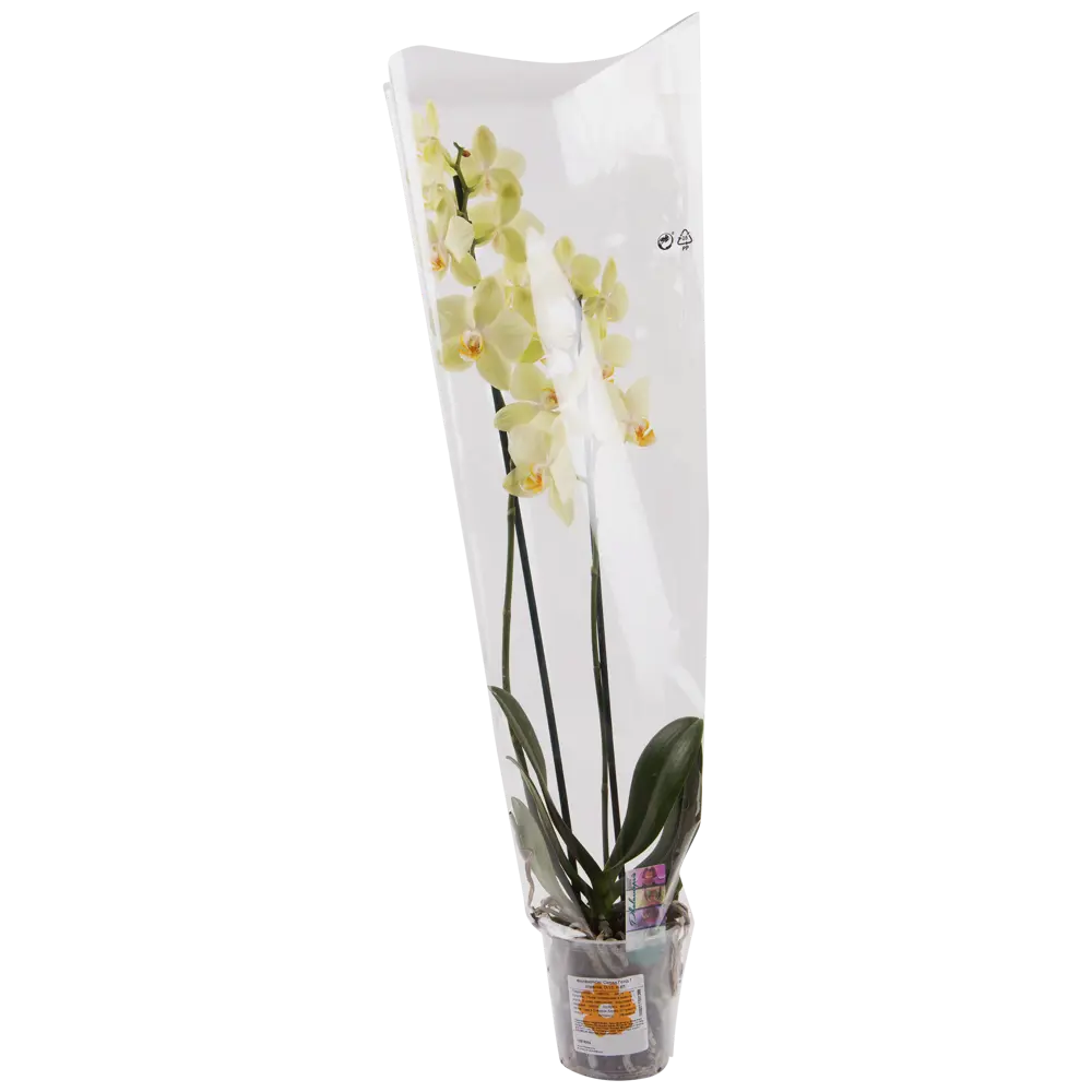 Santreyd Орхидея Фаленопсис Солид Голд — золотой акцент вашего интерьера 13974314 STLM-0004096 - Вид №2