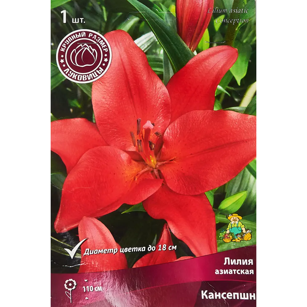 Лилия азиатская Кансепшн 1 шт. 83588524 STLM-2145073 Santreyd 
