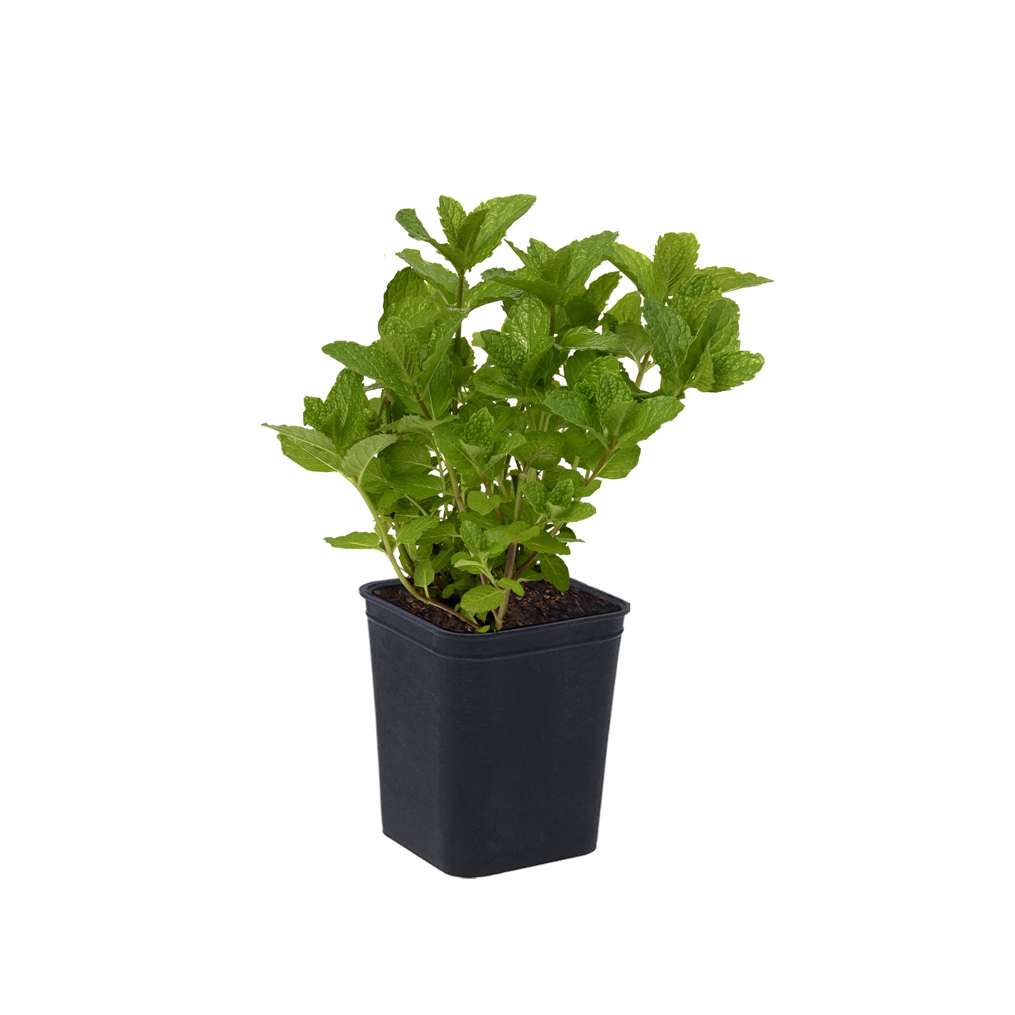 82237765 Мята перечная Р9 Santreyd 