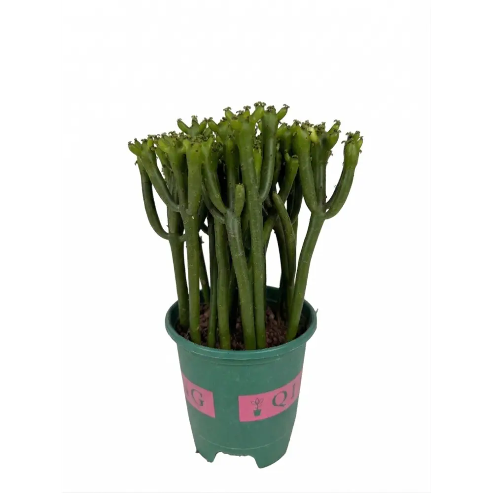 Эуфорбия Тирукалли ø14 h25 см Santreyd STLM-2011353