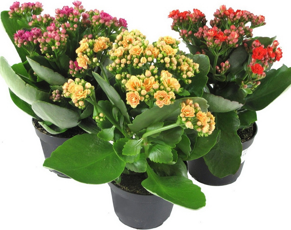 Каланхоэ Santreyd - цветущий суккулент с пышными соцветиями 82390082 STLM-0026222 - Вид №4