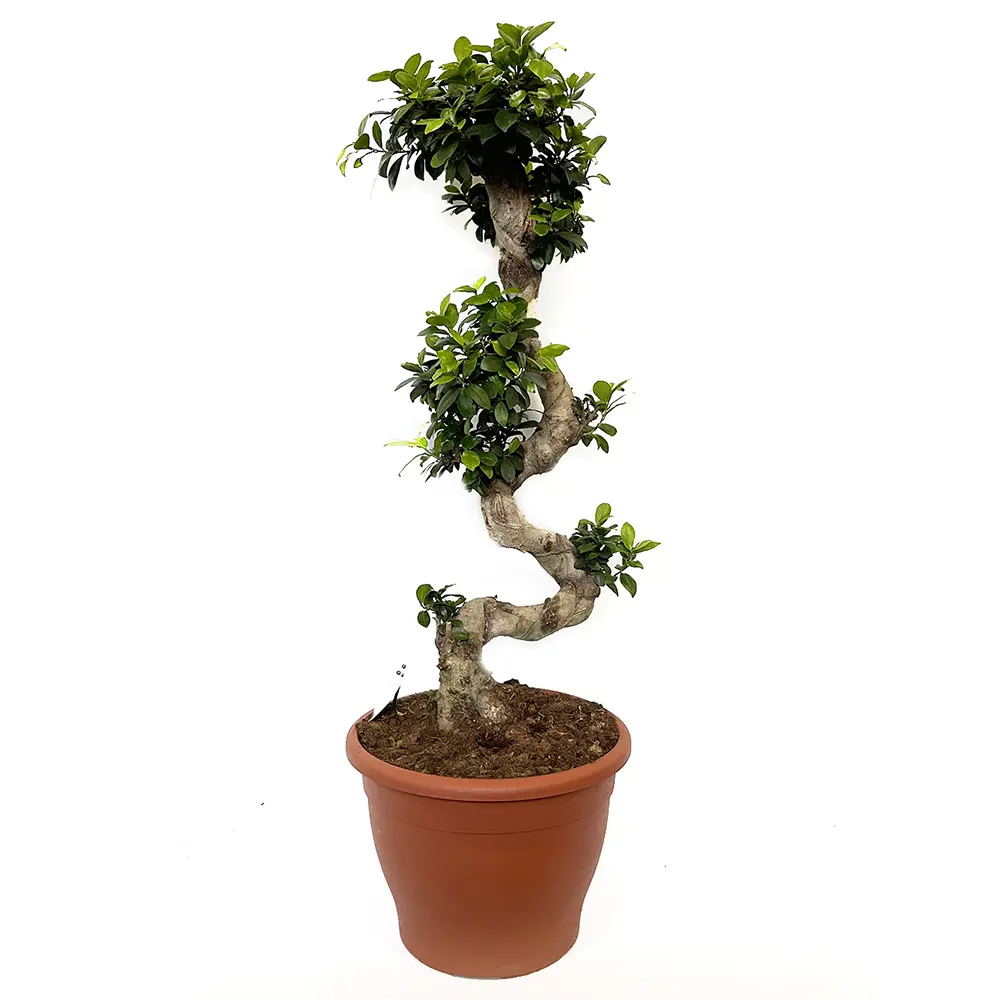 Фикус микрокарпа женьшень микс ø35 h90-105 см 88309600 STLM-2080664 Santreyd 