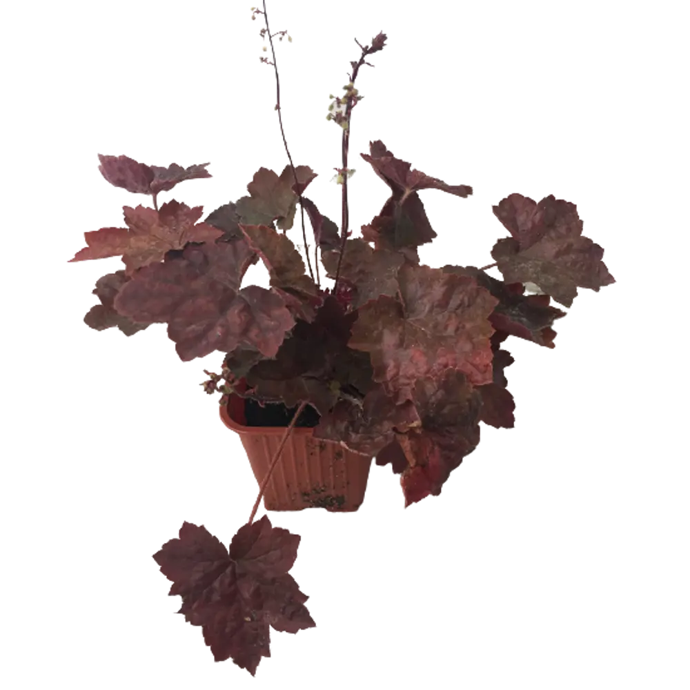 Santreyd Гейхера: разноцветный многолетник для сада 82741499 STLM-0035250 - Вид №2