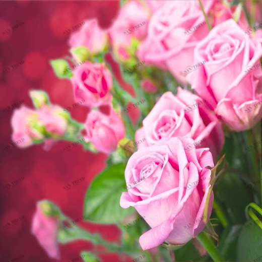 WP00878 Фотообои Verol Фотообои decoline 1х1 м