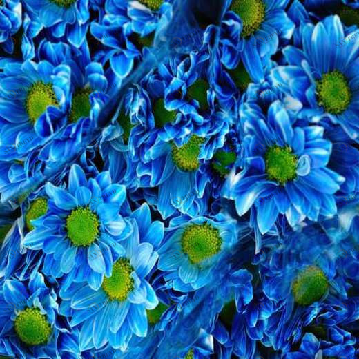 WP02099 Фотообои Verol Фотообои decoline 1х1 м