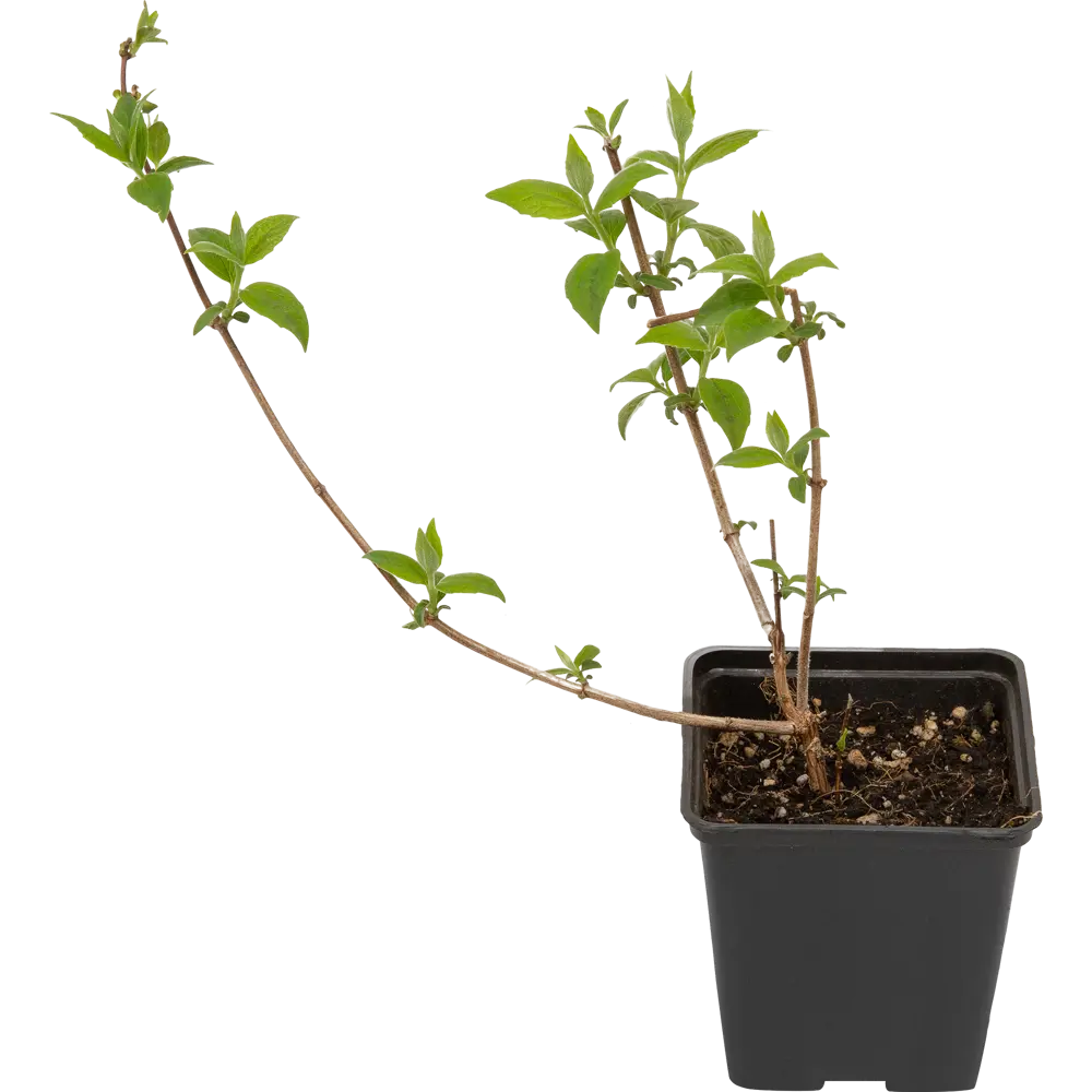 Чубушник Букет Бланк ø9 h15 см 84829116 STLM-2120700 PLANTMARKET 
