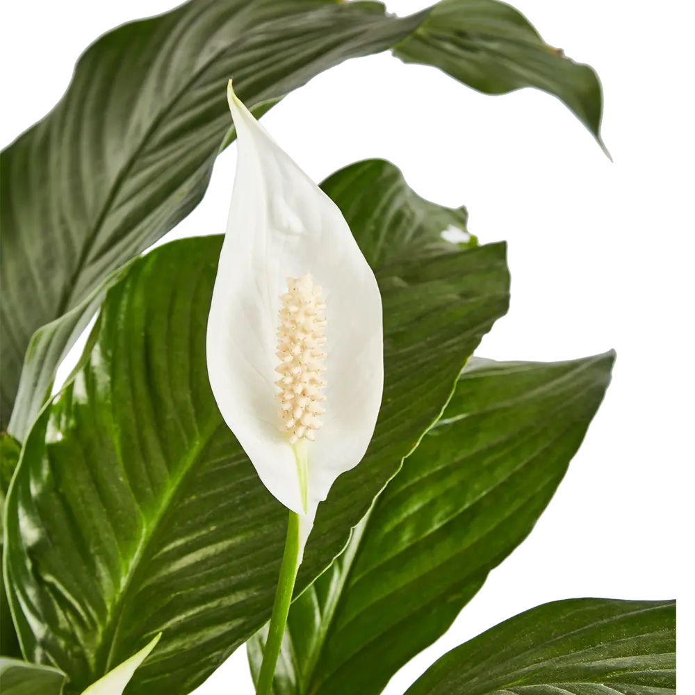 Santreyd Спатифиллум 'Женское счастье' - живая элегантность в интерьере 86750221 STLM-0071269 - Вид №2