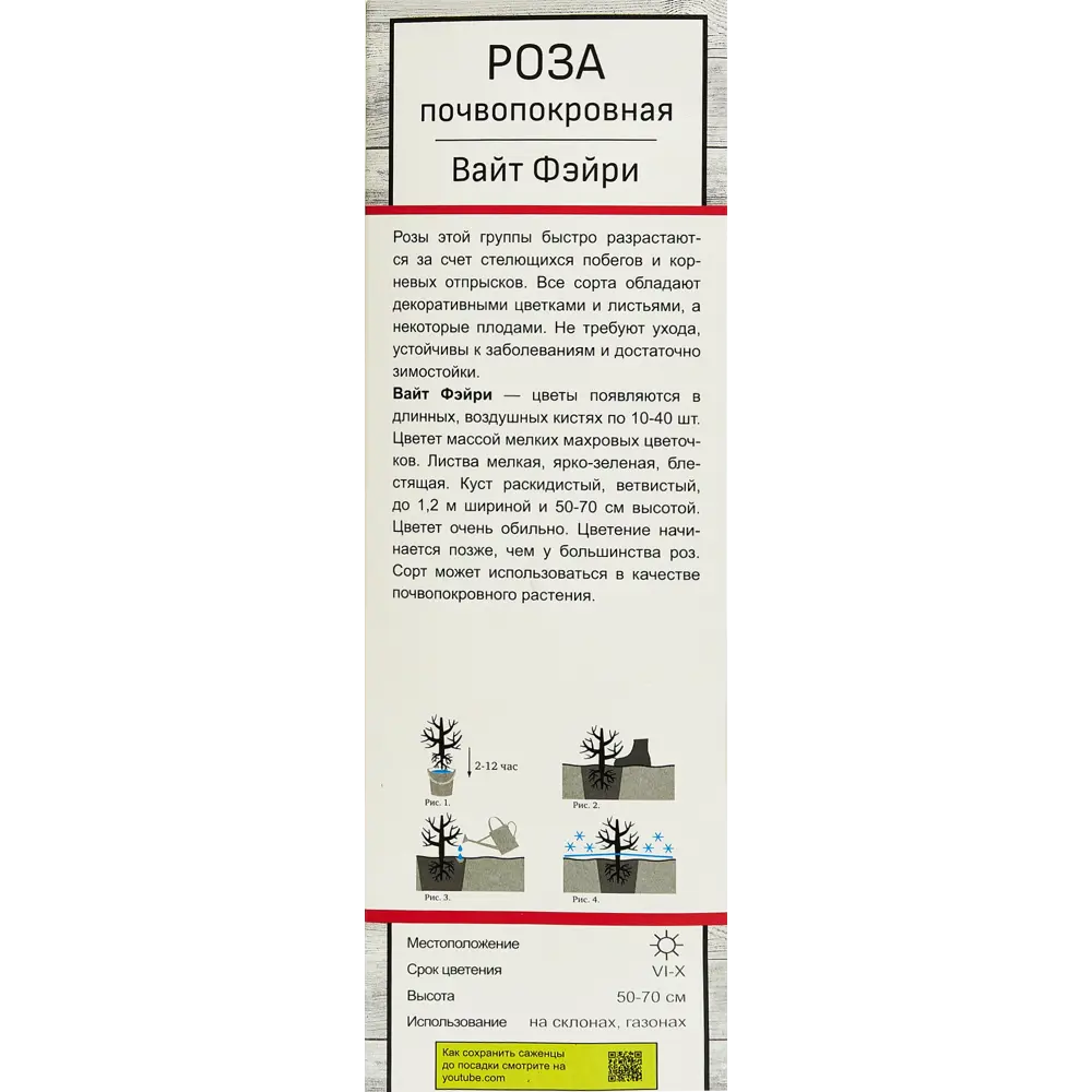 Роза почвопокровная Вайт Фэйри ø5 h35 см 89353201 STLM-2063549 Santreyd  - Вид №2