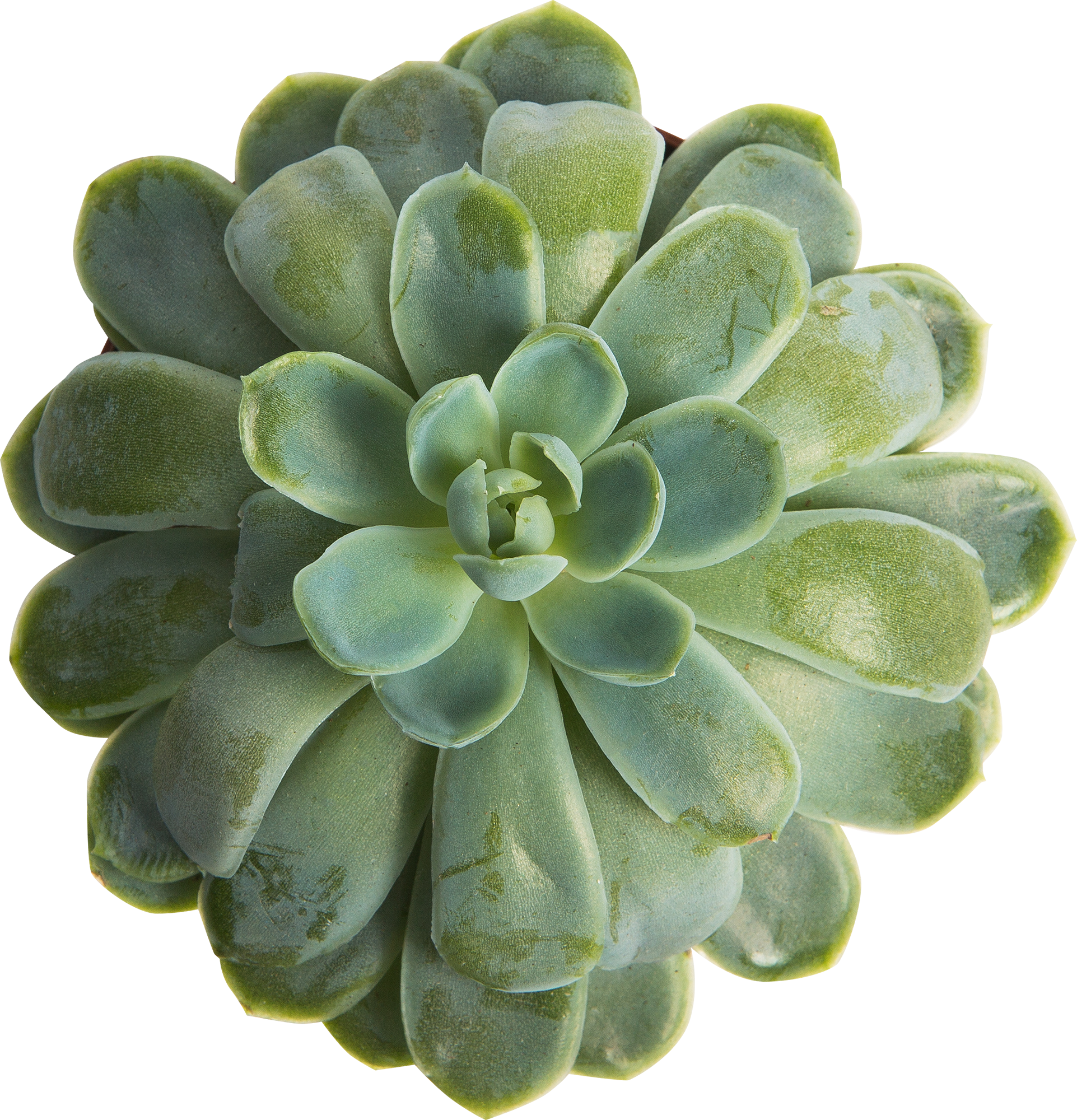 Эхеверия микс Santreyd - суккулент в горшке для интерьера 82548515 STLM-0029504 - Вид №1