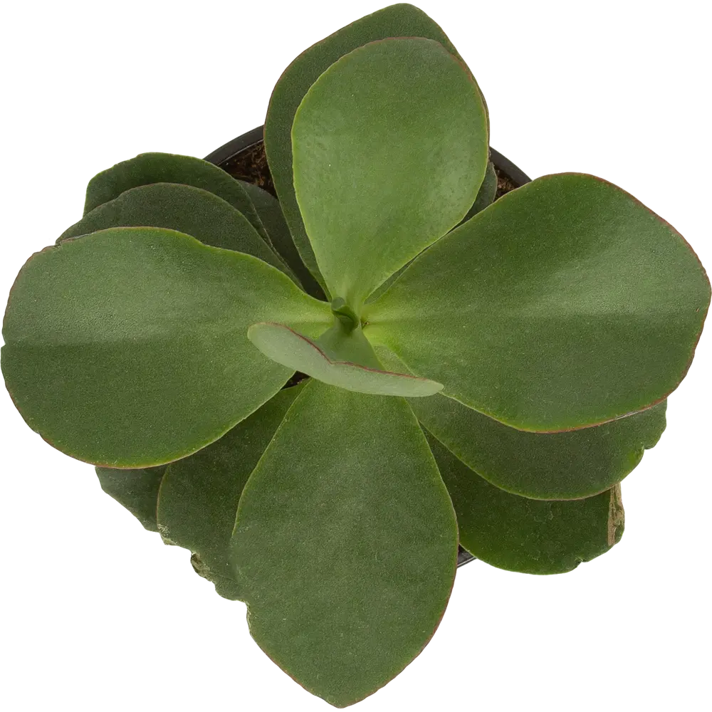 Крассула (Денежное дерево) в горшке ø12 см 83275146 Santreyd STLM-1583680 - Вид №1