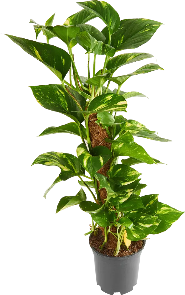 Santreyd Эпипремнум Моссток — комнатная лиана с золотистыми листьями 85324853