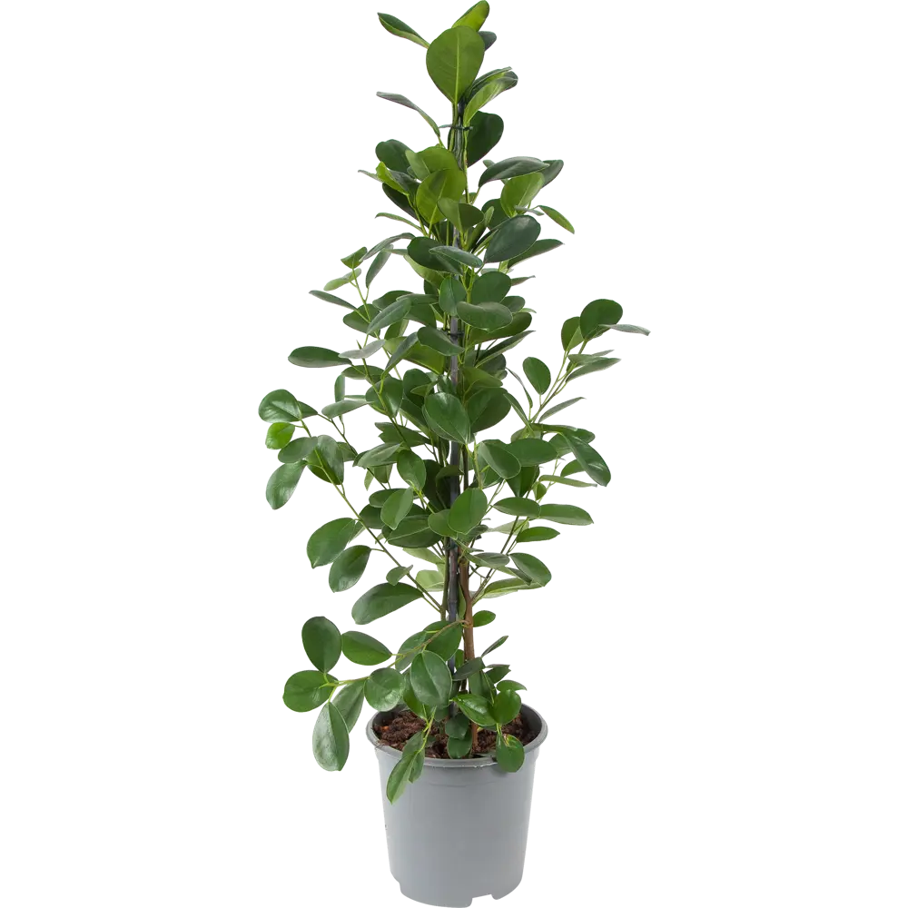 Фикус Бенджамина Мокламе от Santreyd — изящное украшение интерьера 82877340 STLM-0952329