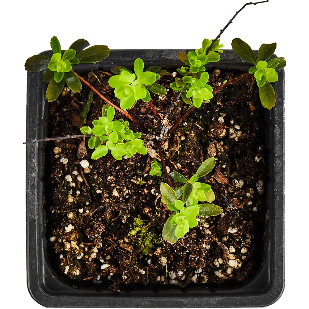 Santreyd Спирея ниппонская Сноумаунд - пышный цветущий кустарник 89364979 STLM-0965541 - Вид №2