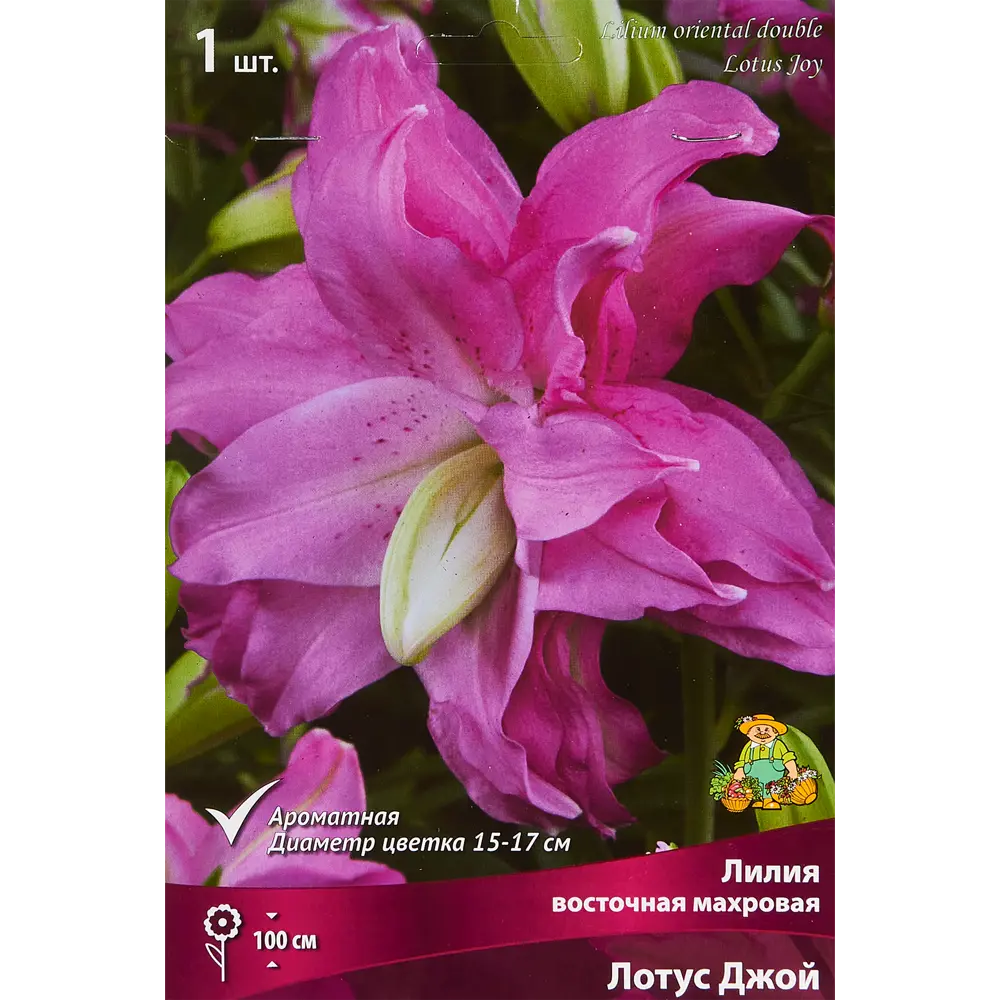 Лилия восточная Мах Лотус Джой ПОИСК STLM-2118241