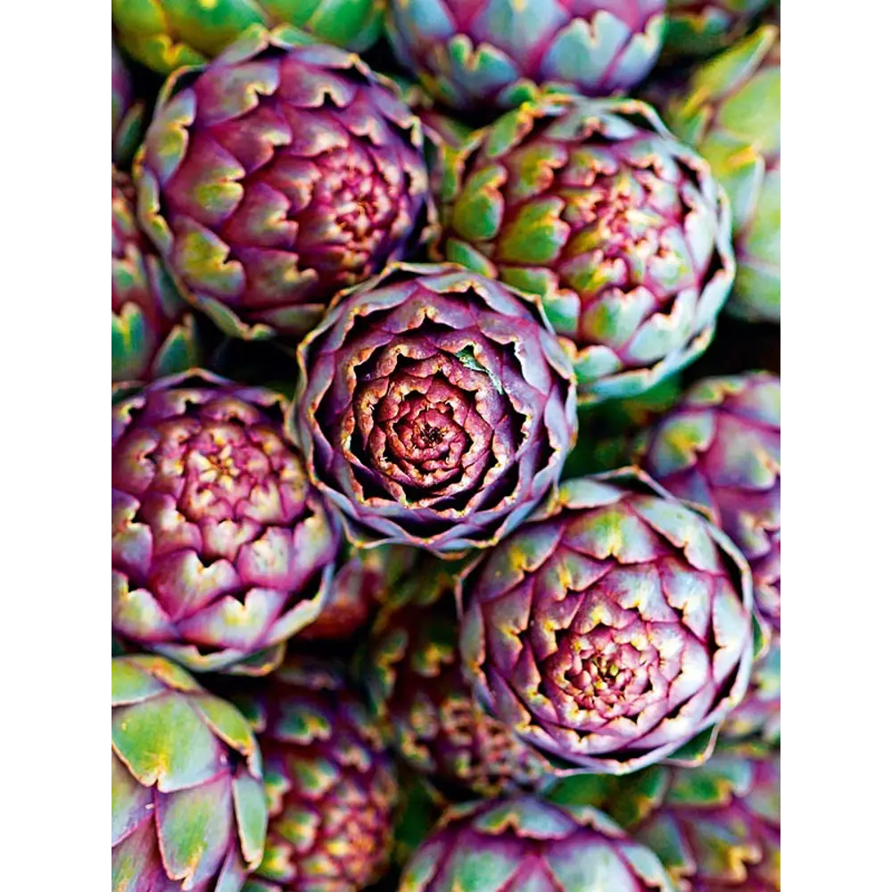 Santreyd: Постер с артишоком для стильного интерьера 39x49 см 85817882 STLM-0065489