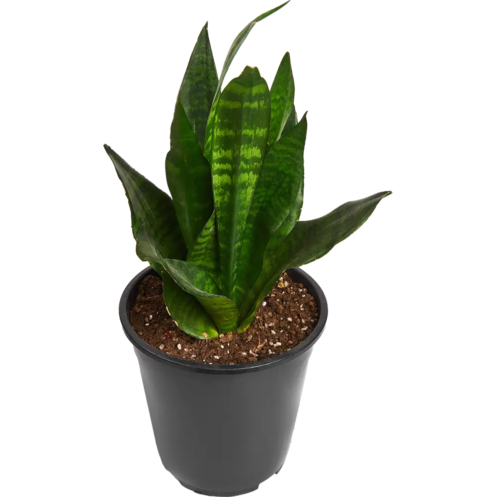 Santreyd Сансевиерия Лауренти — изящный тещин язык с контрастной каймой 83590752 STLM-1520361 - Вид №1