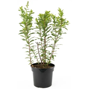 Спирея иволистная Rubra от Santreyd - розовое цветение для вашего сада 85292558