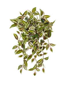 20.1149M Традесканция зелёно-бело-розовая ампельная Цветочная коллекция