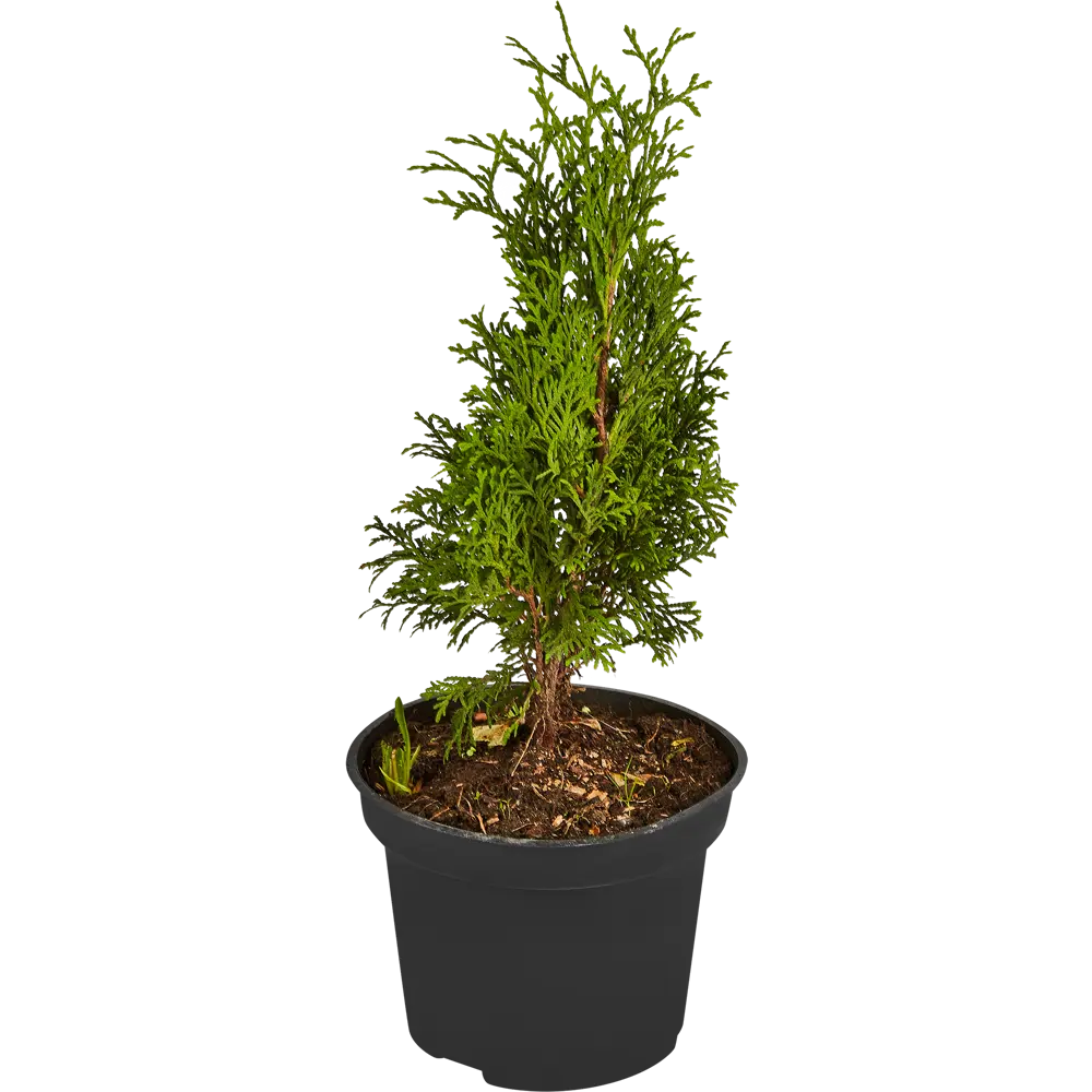 Туя Холмструп Santreyd — изящный хвойный акцент для вашего сада 84173509 STLM-0963195 - Вид №2