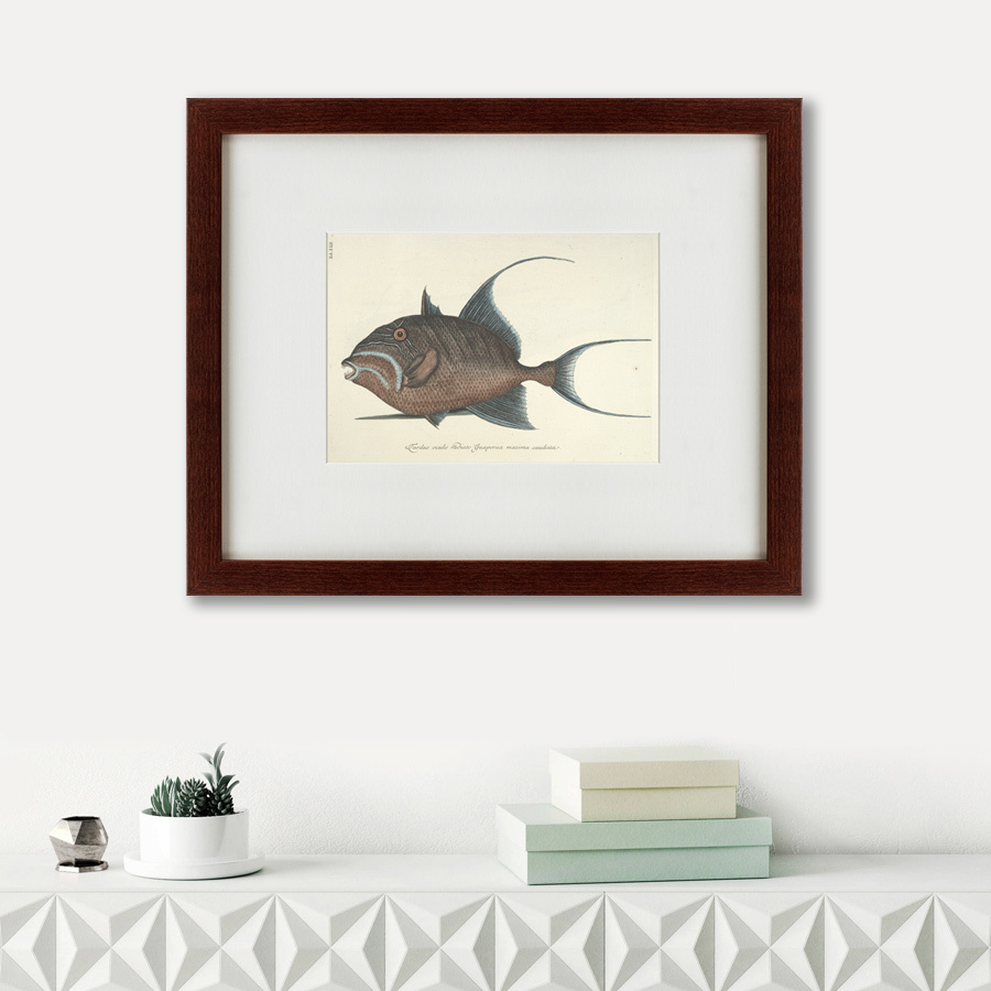 Картина в раме 52х42 см Triggerfish, 1743 КАРТИНЫ В КВАРТИРУ  135743 Серый  - Вид №1