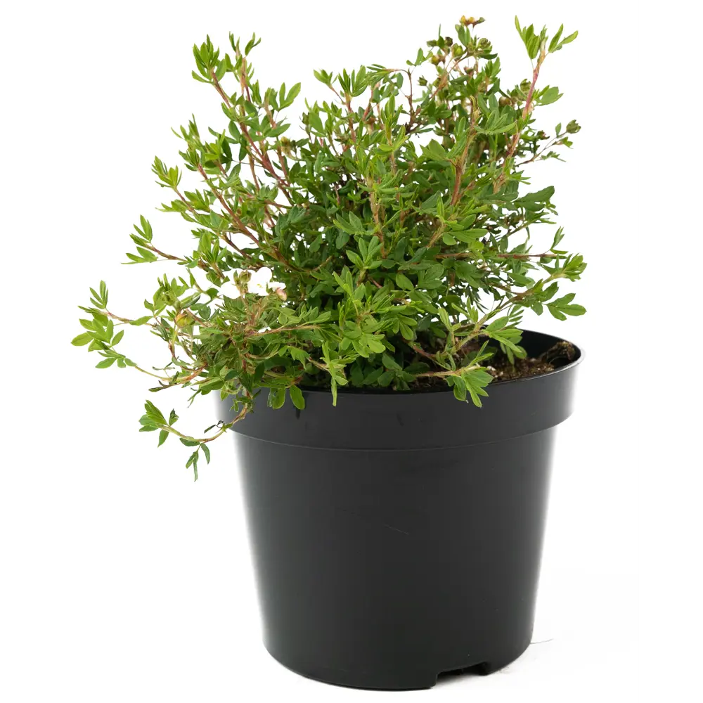 Лапчатка Abbotswood от Santreyd - белоснежный кустарник для живых изгородей 84841623 STLM-0055909 - Вид №1